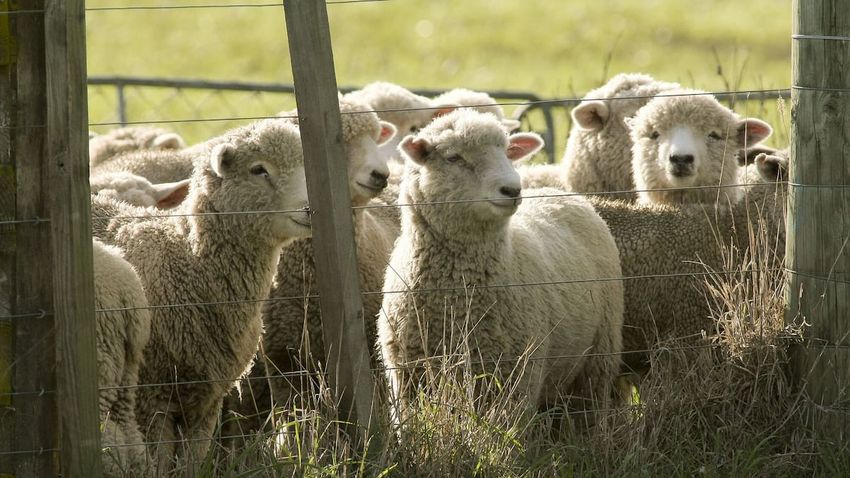  NZ fibre sector valued at $926m, new research reveals untapped growth potential