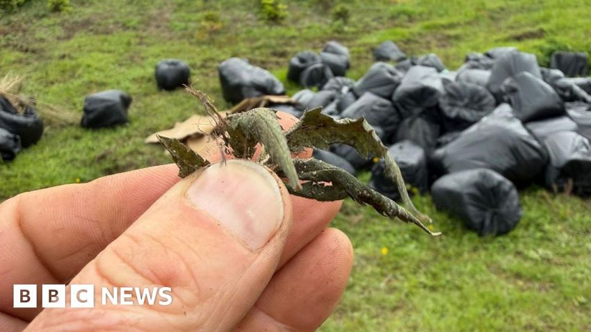  Farmer finds 80 cannabis-filled bin bags dumped on his land
