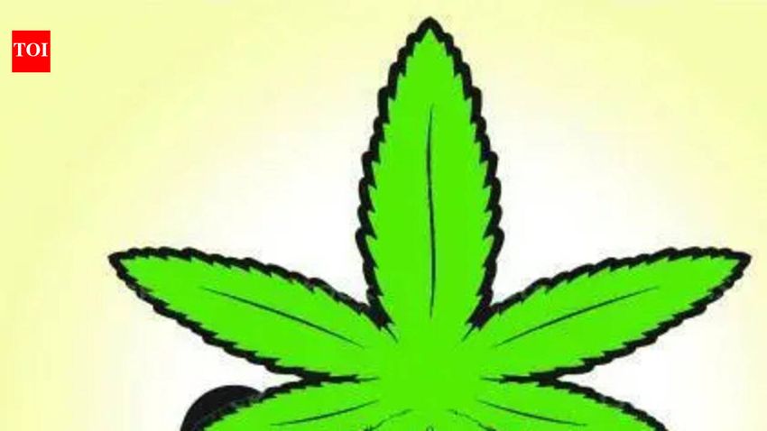  Police destroy cannabis saplings near Bhandup hill reservoir in Mumbai