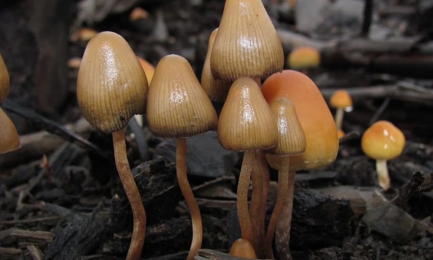  Psychedelics Are A ‘Magic Cure’ For Mental Health Conditions, Congressman Says – Marijuana Moment