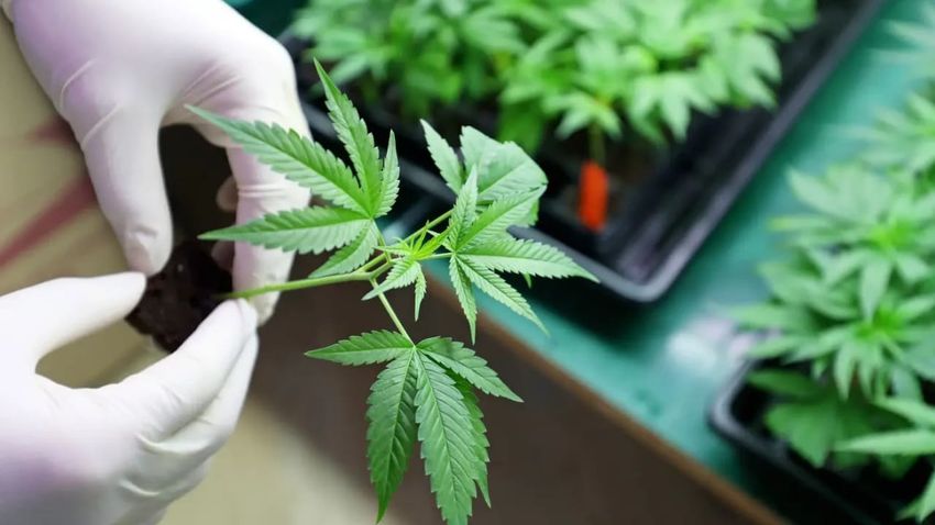  Health Ministry updates guidelines for medical cannabis perscription | The Jerusalem Post