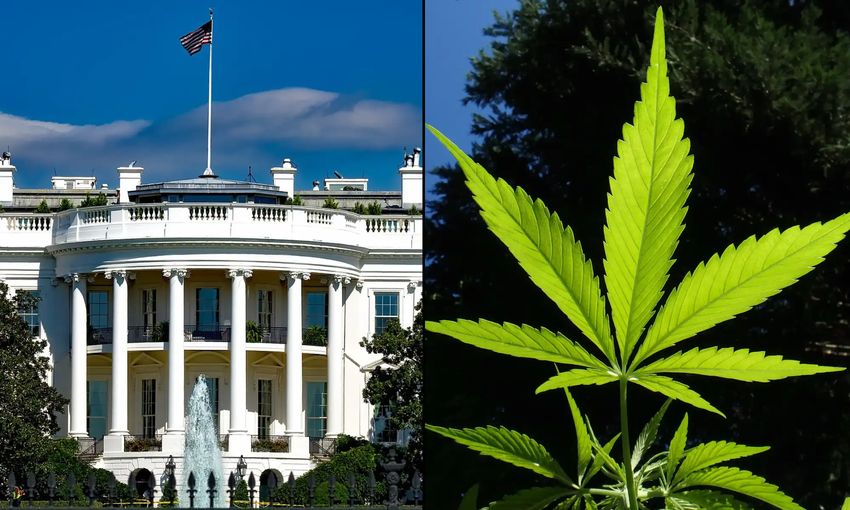  White House Raises Alarm About ‘High-Potency’ Marijuana And Its Marketing In New National Drug Strategy – Marijuana Moment