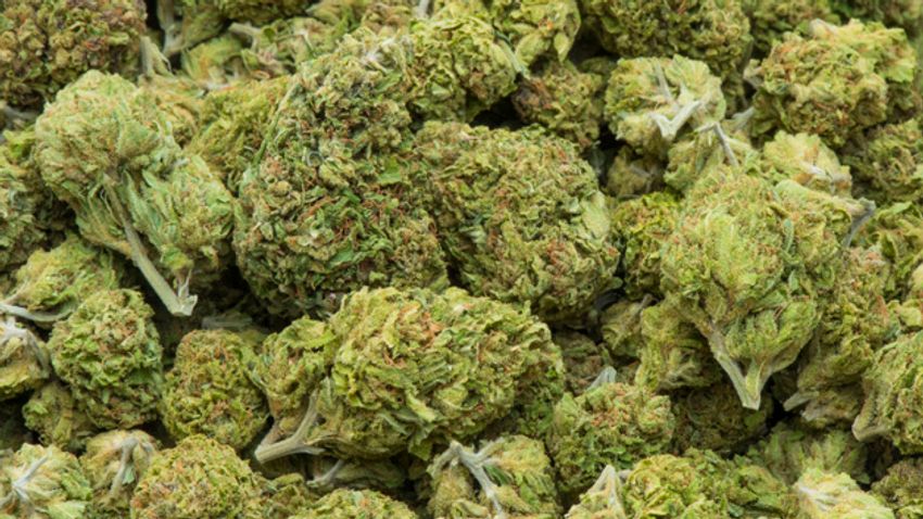 148 kg of marijuana seized from ambulance with Indian number plate