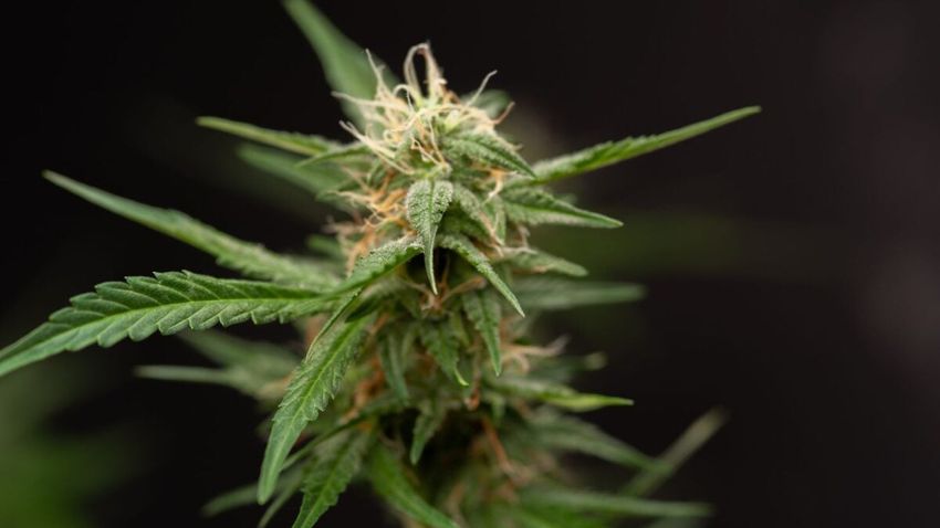  ‘Smoke Weed and Earn Bitcoin’ with This Vape Pen in Our Increasingly Dystopian Nightmare