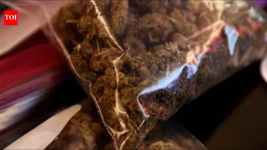  Cannabis hits peacemaking in Senegal’s Casamance