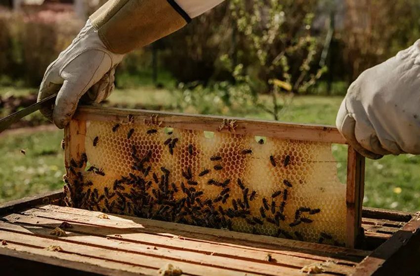  The Wellness World Has a Pollinator Problem