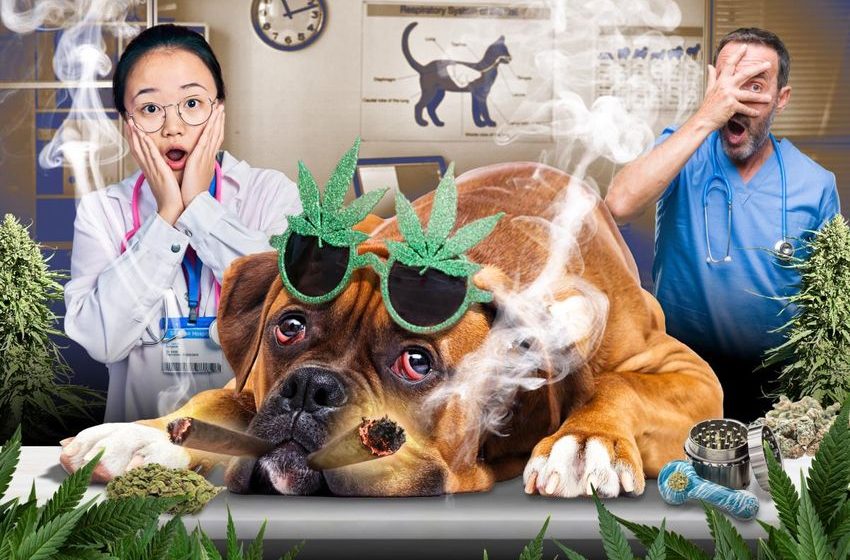 Pets getting into owners’ weed stash — landing them at the emergency vet