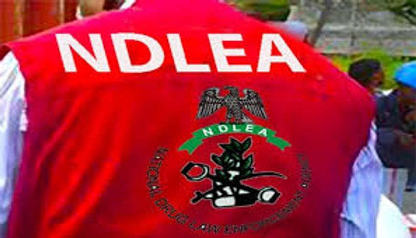  NDLEA destroys two cannabis plantations, arrests four in Edo