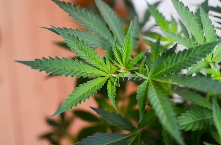  Marijuana Can Play A Role In Combating Obesity, Contrary To Stereotypes About Lazy Stoners With The Munchies, New Federally Funded Study Suggests