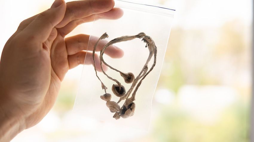  Cocaine addicts could quit after a single dose of magic mushrooms, study suggests