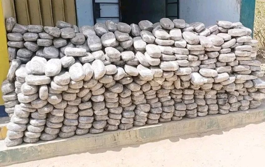  Police arrest suspected drug dealer, recover 879 cannabis parcels in Kano