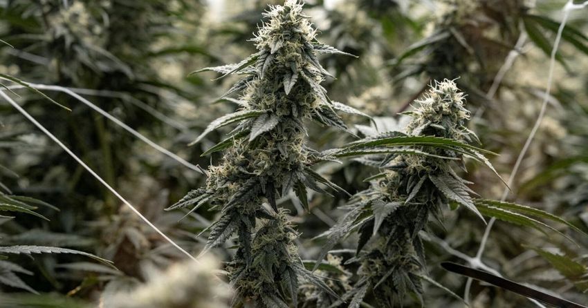  St. Louis marijuana workers win union vote after two-year ballot fight
