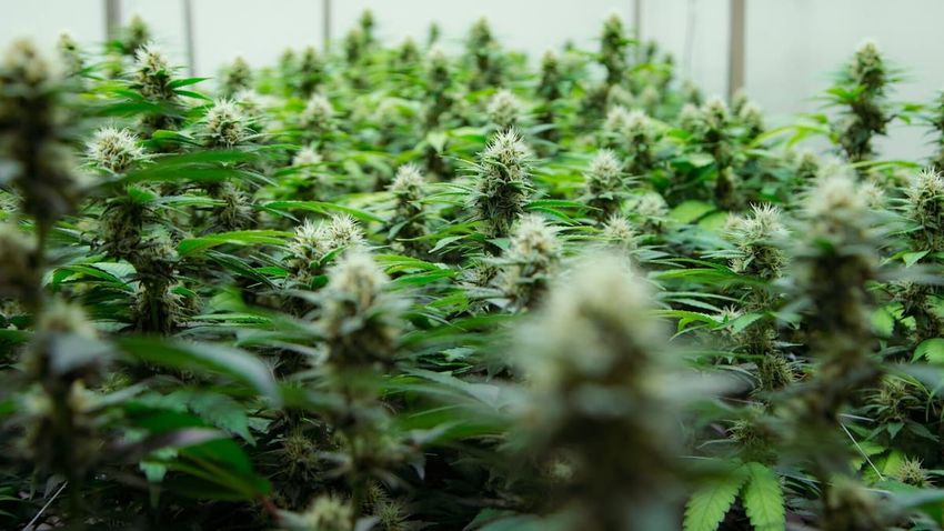  7 unexpected takeaways from the newest research on cannabis and brain effects