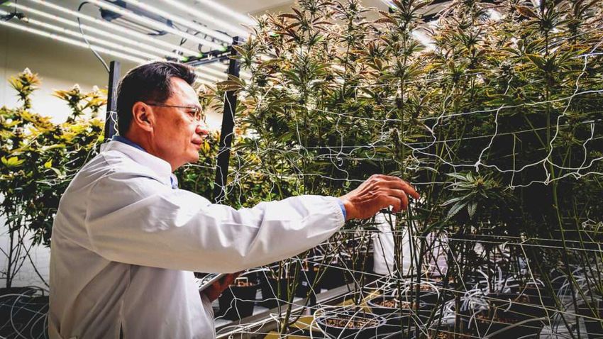  Prohibition Didn’t Stop Marijuana Use. It Stopped Marijuana Research.