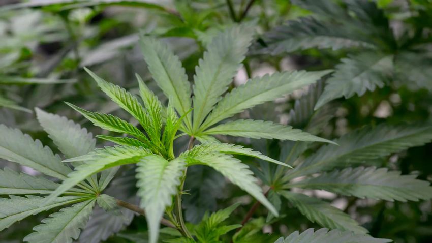  Scientists found a cannabis compound that relieves pain without the high