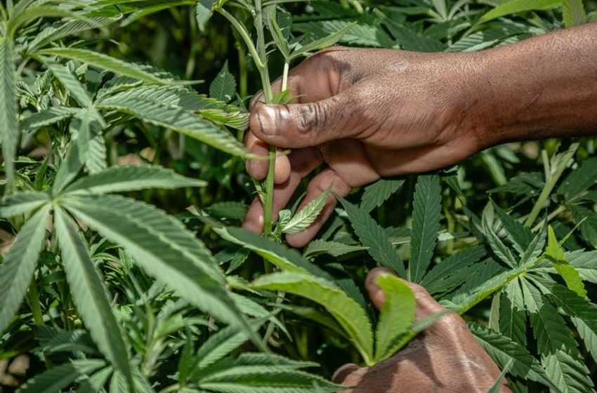  For Papas Who Puff & Dads Who Dab: Check Out Our 2026 Father’s Day Cannabis Gift Guide