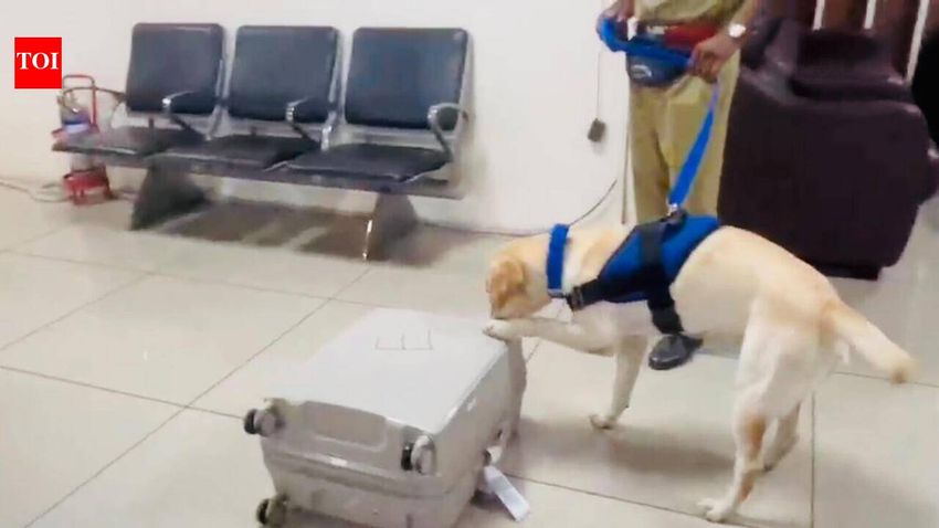  Sniffer dog helps bust 10.9kg hydroponic weed at A’bad airport