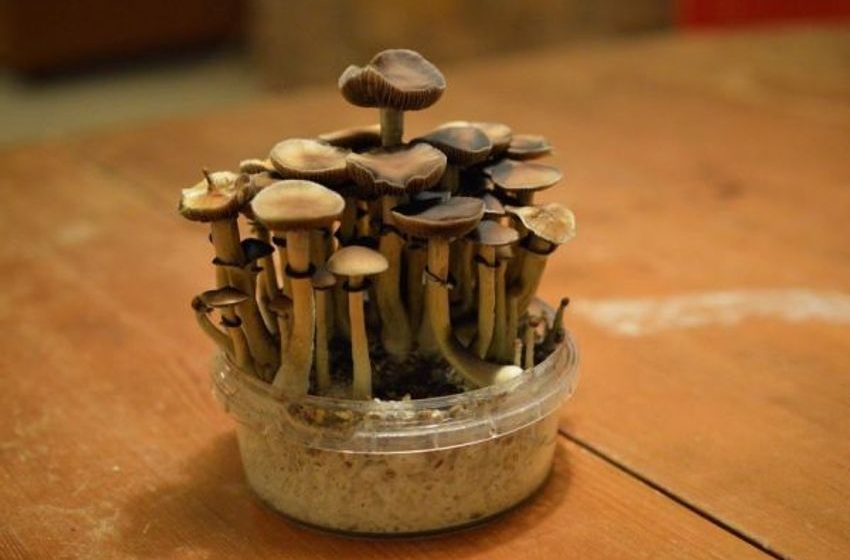  What a Massive Dose of Psilocybin Did for an Alzheimer’s Patient