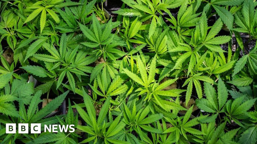  Two arrested after £360,000 cannabis haul uncovered