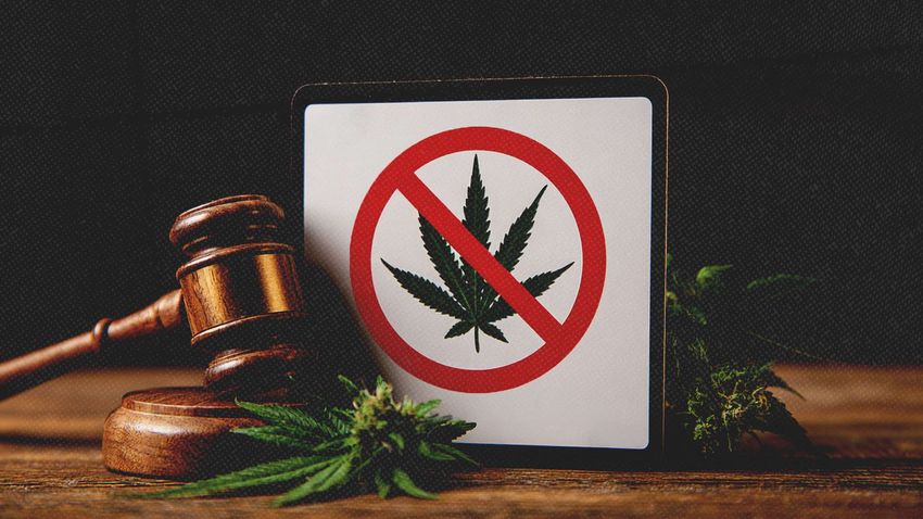  Mitch McConnell’s Hemp Ban Betrays the Industry He Helped Create