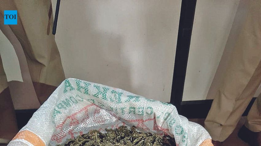  Hybrid ganja seized by Ernakulam rural police valued at Rs 18 crore