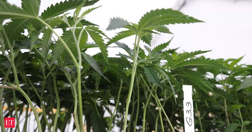  Cannabis-derived aroma compounds show surprising potential to relieve chronic pain in fibromyalgia and post-surgical models, shows research