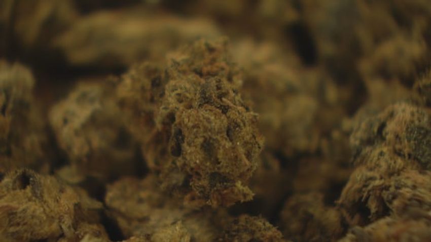  N.S. seeing an increase in teens with long-lasting psychosis due to high-potency cannabis