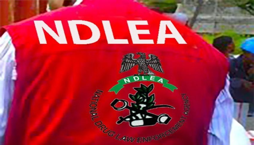  C’River: NDLEA arrests 262 drug offenders in seven months, destroys cannabis farms