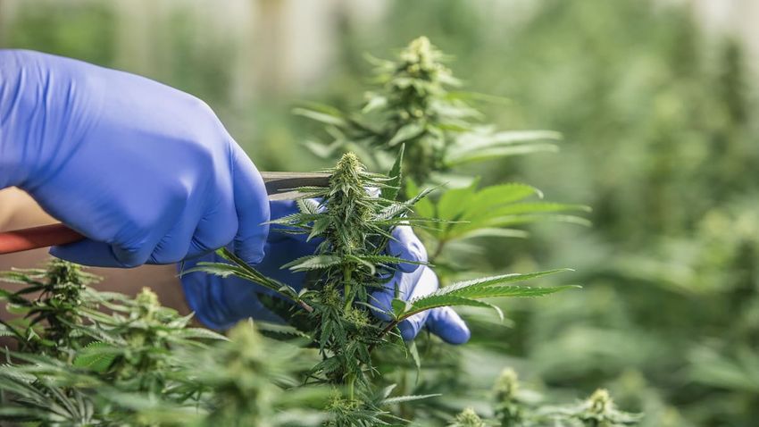  Ora Pharm buys Helius to become largest medical cannabis firm