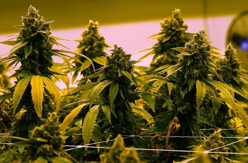  Virginia to allow recreational marijuana to be sold in retail stores beginning in 2027