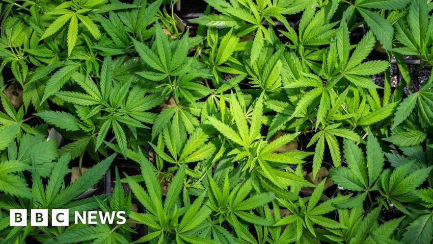  Cannabis plants worth more than £300,000 found in Aberdeen