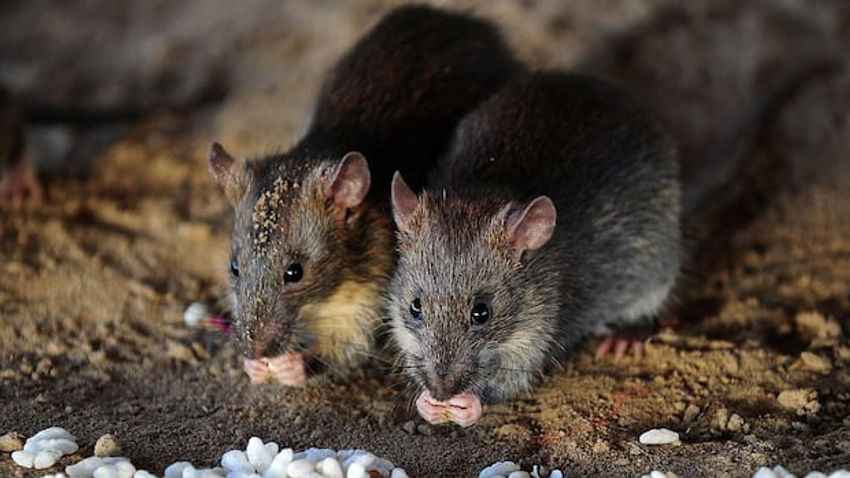  Stoned rats get the munchies. Here’s what that means for people with eating disorders, appetite loss