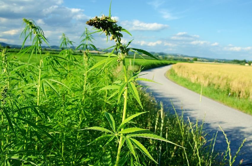  Organigram Global Inc (OGI) Raises 2026 Guidance on Sanity Acquisition