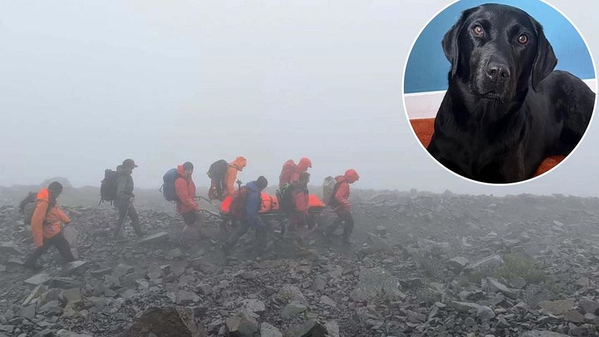  Rescued from the top of Ben Nevis – the dog stoned on cannabis (well it is Britain’s ‘highest’ peak)