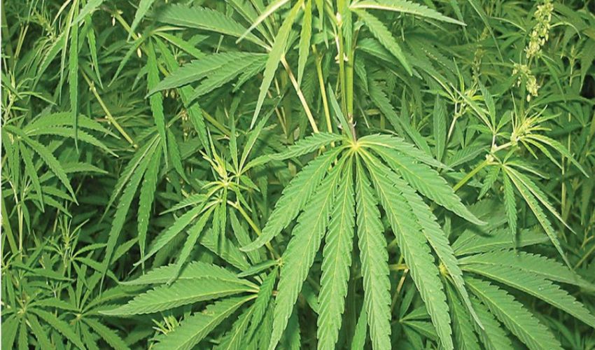  Gandaki legalizes cannabis cultivation for medicinal and industrial purposes under strict regulations
