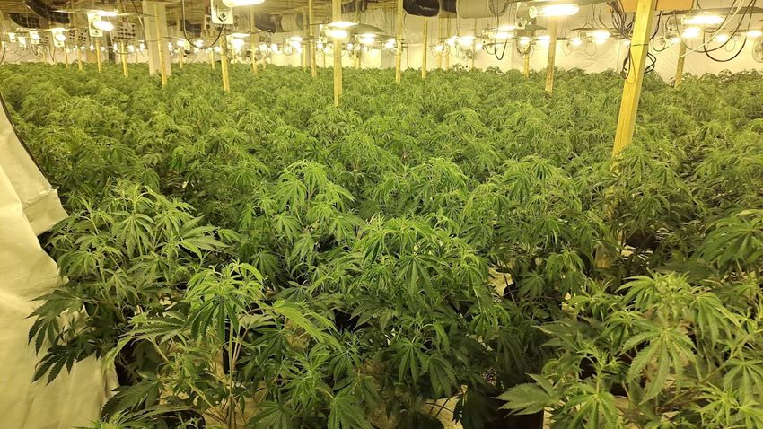  Six jailed over county’s largest ever cannabis seizure