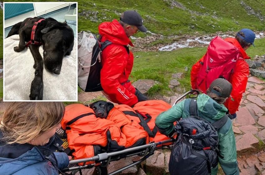  Dog has ‘bad trip’ after apparently ingesting cannabis on trail, needing a rescue after she couldn’t walk