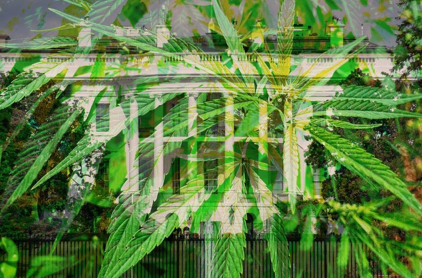  Big cannabis has cozied up to the GOP