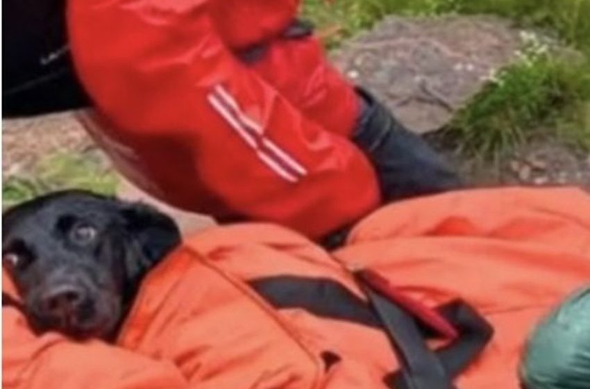  (VIDEO) Labrador Rescued From Ben Nevis, UK’s Tallest Mountain, After Owner Feared Dog Would Die From Cannabis