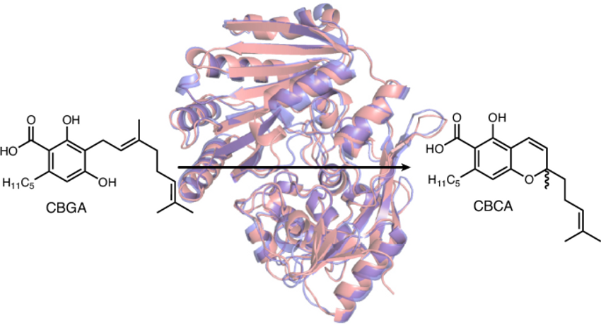  Structural and biochemical basis for cannabinoid cyclase activity in marine bacterial flavoenzymes