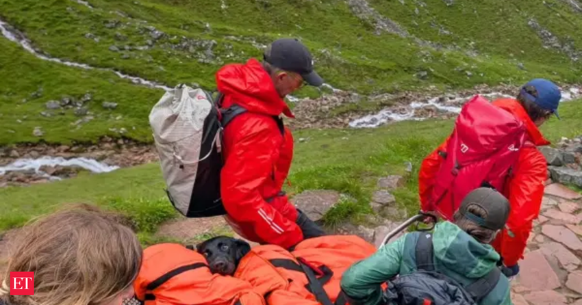  Labrador ate discarded marijuana on the UK’s highest mountain in Scotland, got too high to stand and had to be rescued