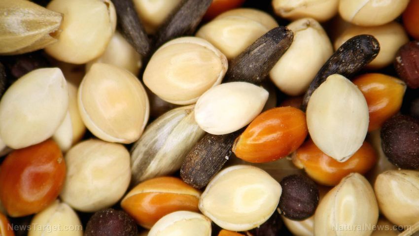  The heart-healthy power of seeds: Nature’s forgotten superfoods