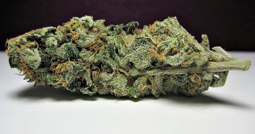  Trudeau Legalized Cannabis in Canada – and Now, Surplus Weed is Being Smuggled, Flooding the Port of Antwerp and ‘Turning Belgium Into a Narco State’