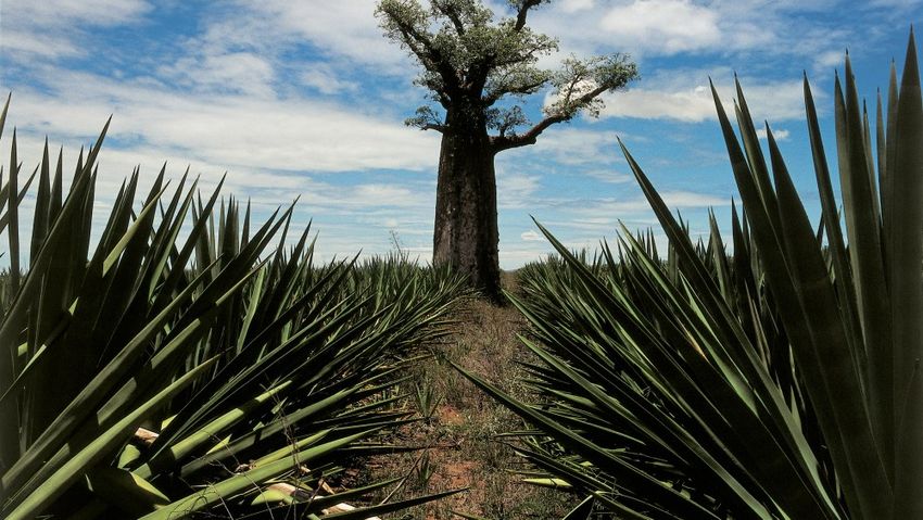  Plant Fibers Seek a Larger Industrial Role