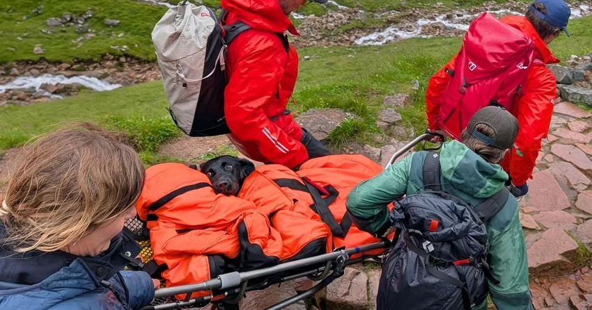  ‘I genuinely thought I was going to lose her’: Dog rescued after ‘eating discarded cannabis’ on Ben Nevis hiking trail