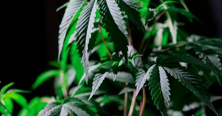  Placebo Effect: Mind Over Marijuana