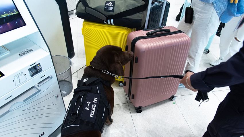  The alarming packing mistake that’s catching out Americans… and could bring 10-YEAR prison sentence as well as a hefty $15,000 fine