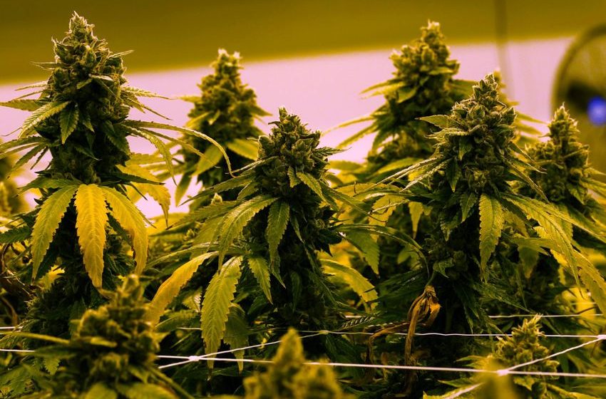  Virginia to Allow Recreational Marijuana Sales in Retail Stores in 2027