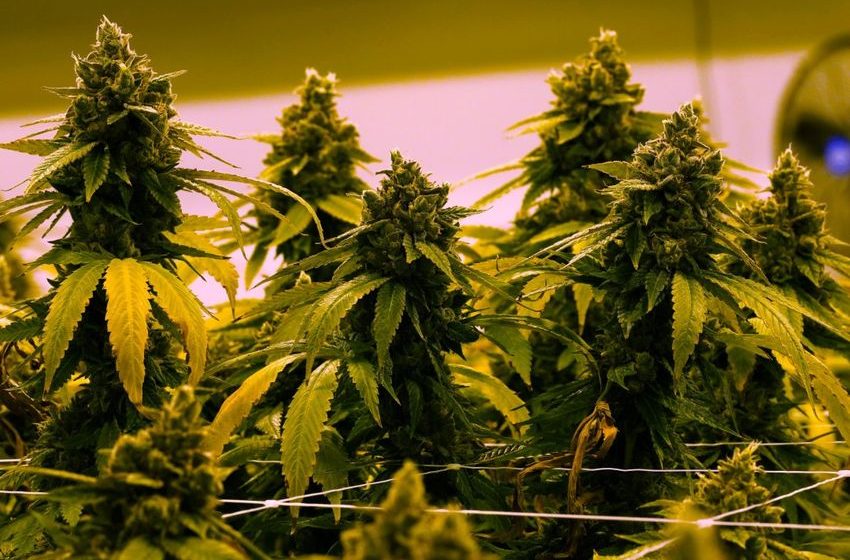  Rastafarians Lose Their Bid to Change Kenya’s Drug Laws