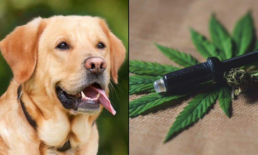  Adding Hemp To Dog Food Improves Digestive Health, New Study Shows – Marijuana Moment